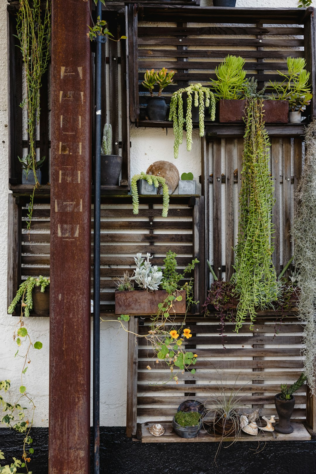 green plant on brown wooden window