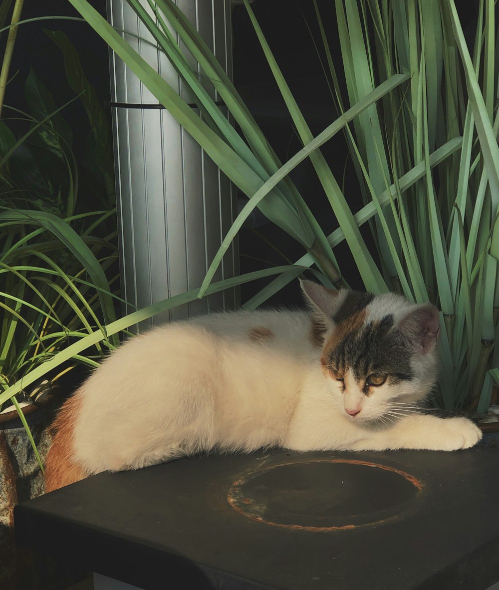 white and black cat lying on black round plate