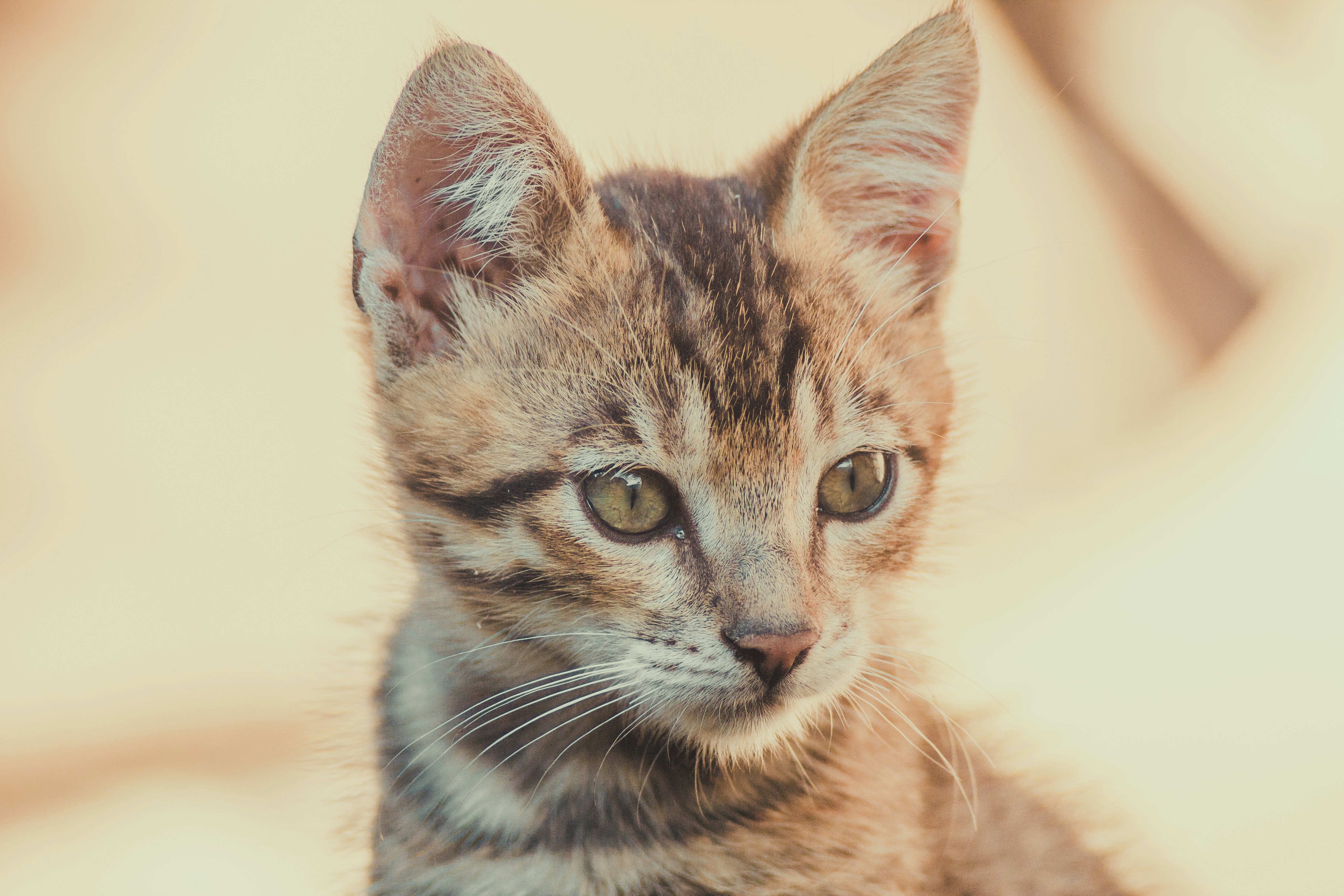 Photo by samoyedness