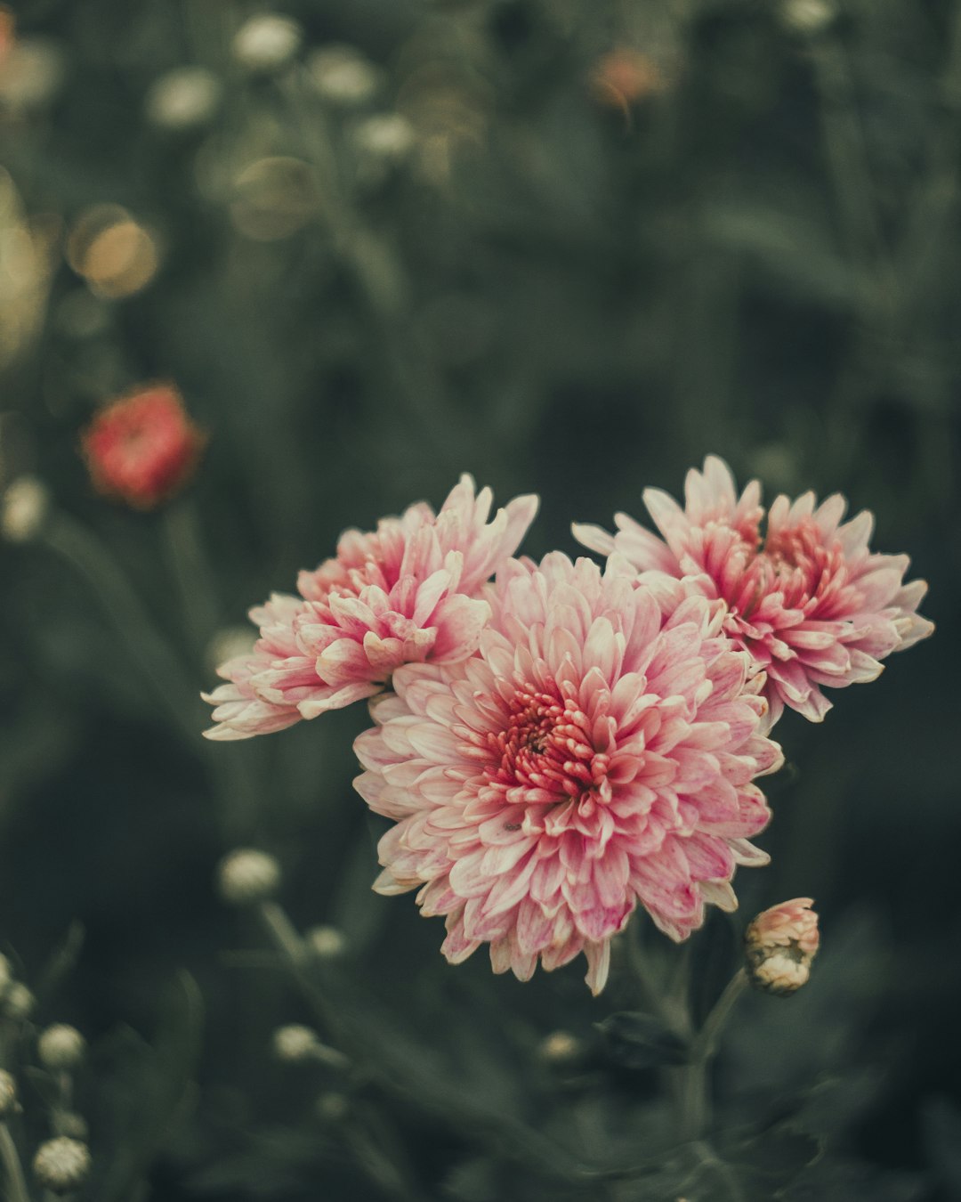 pink flowers in tilt shift lens