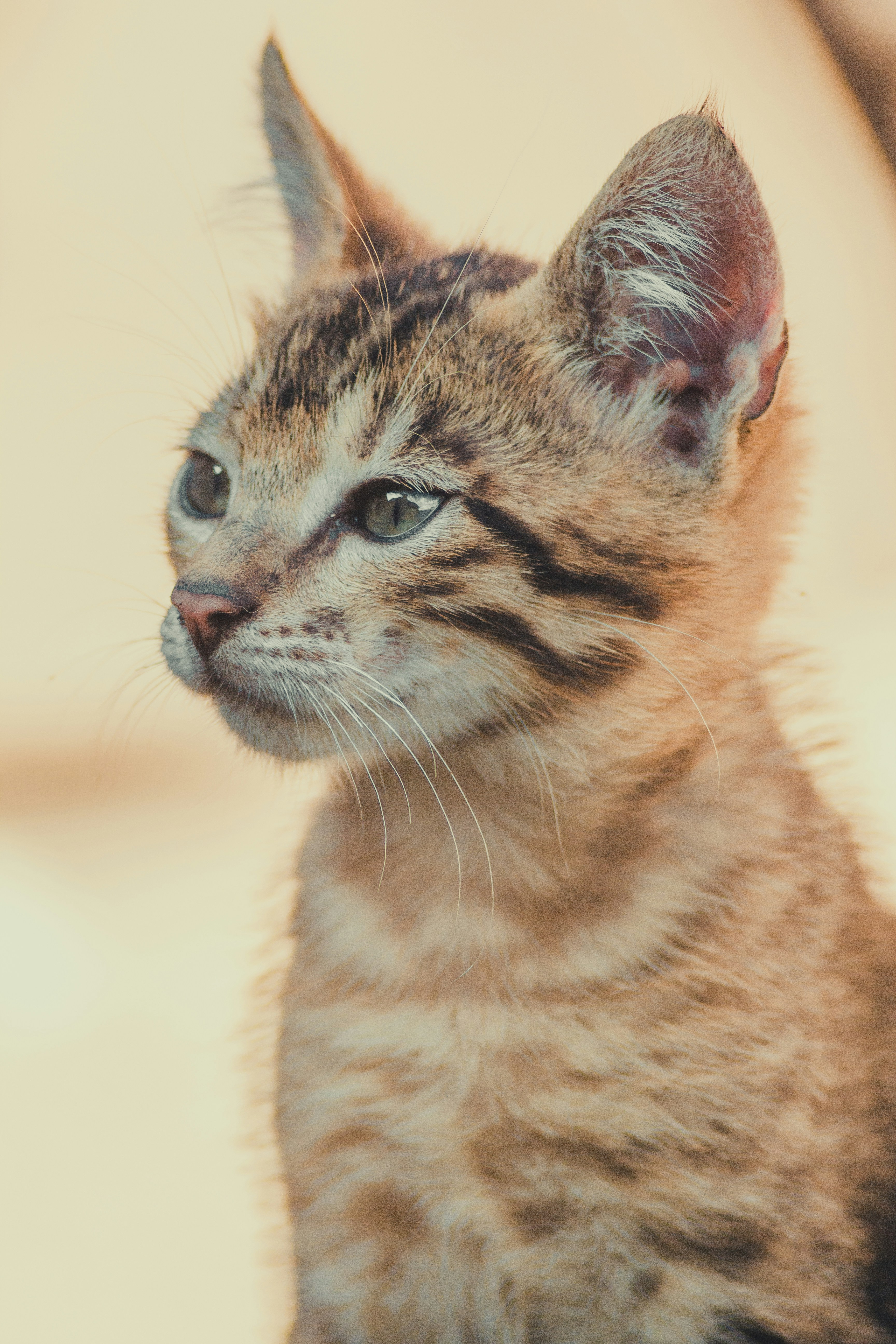 brown tabby cat in close up photography