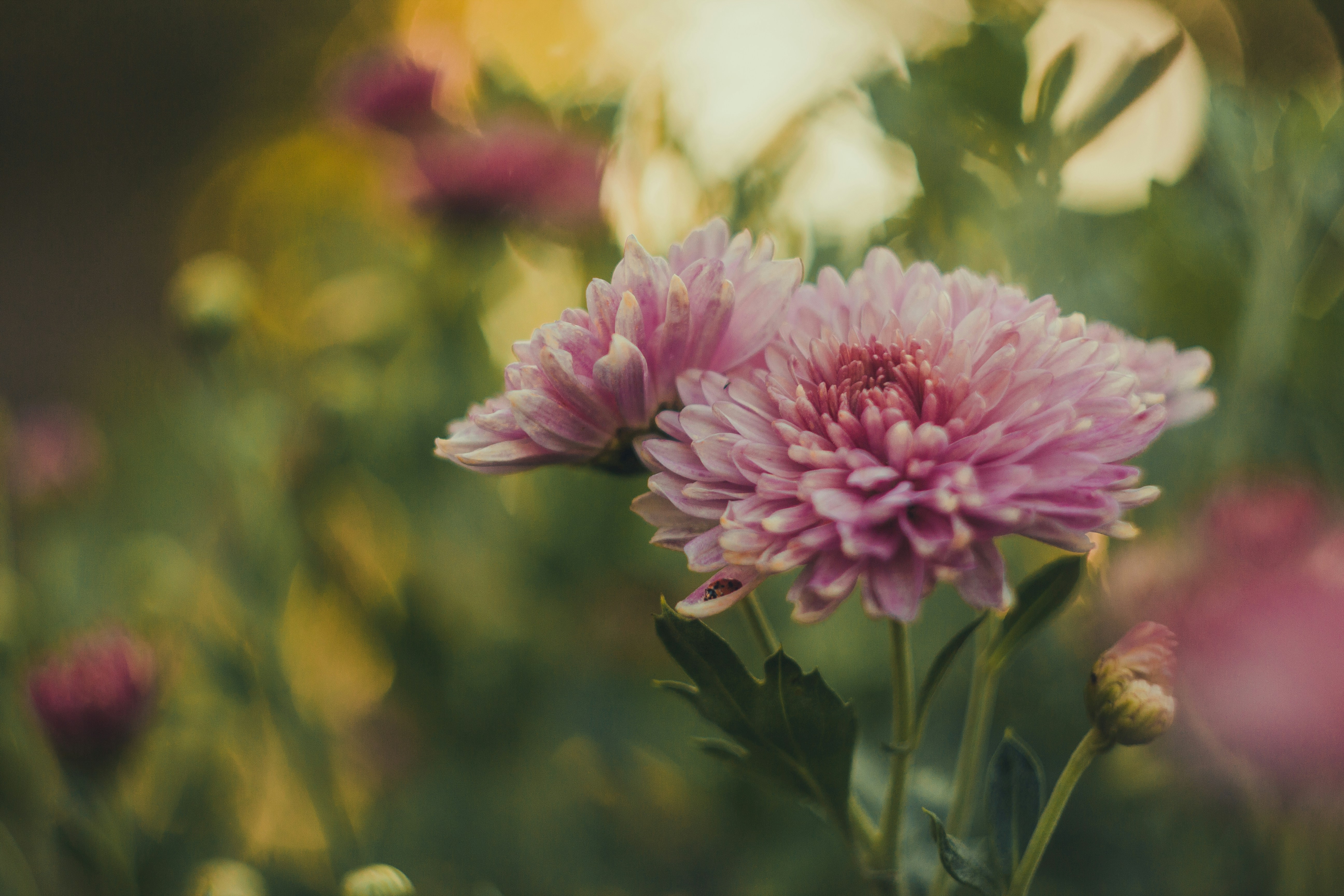 Photo by samoyedness