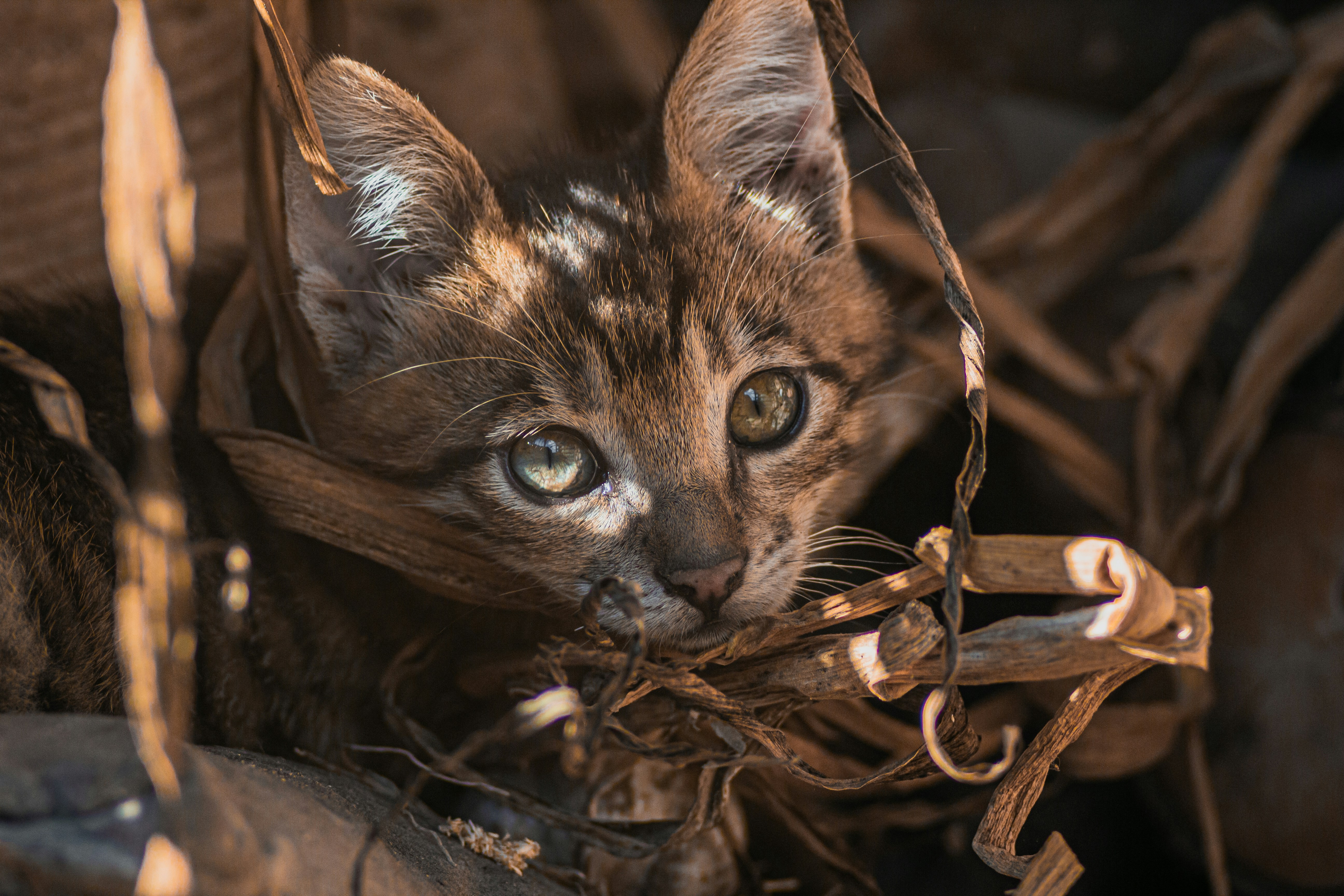 Photo by samoyedness