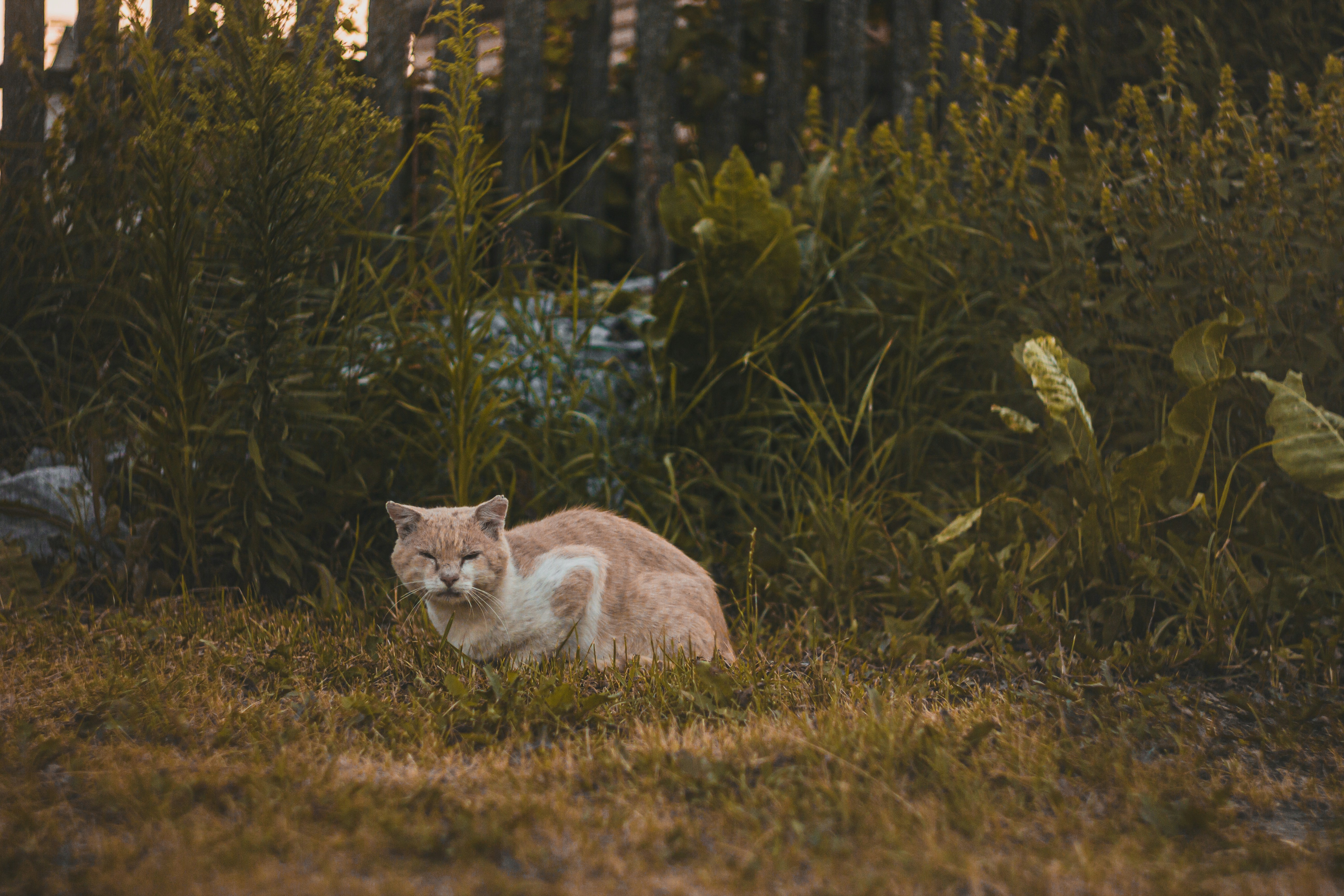 Photo by samoyedness