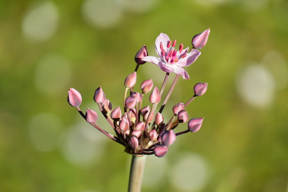 pink and white flower in tilt shift lens