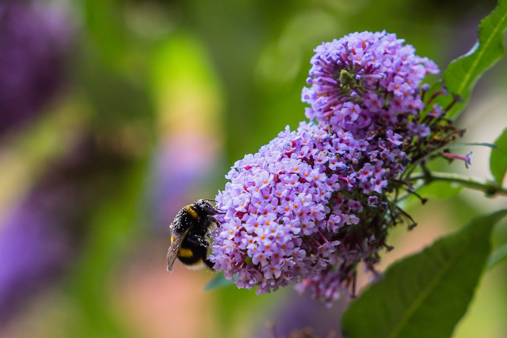 black and yellow bee on purple flower