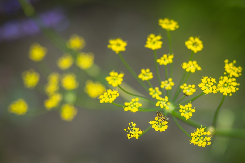 yellow flower in tilt shift lens