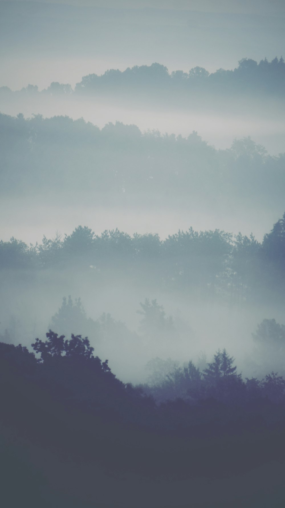 green trees covered by fog