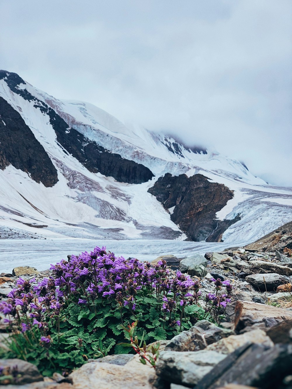 fiori viola vicino alla montagna innevata durante il giorno