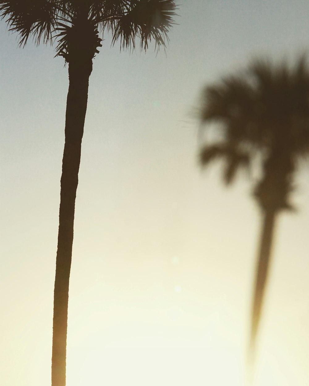 green palm tree during daytime