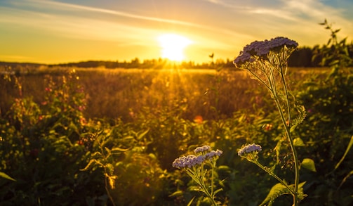 Sunset over the Moroccan landscape with CBD fields bathed in golden light