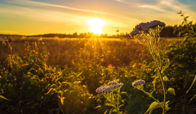 A serene Ethiopian landscape with fields of nigella plants under a warm sunset.