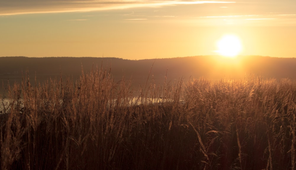 brown grass field during sunset