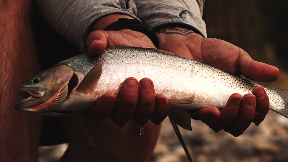 person holding white and gray fish