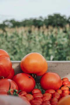 A sunlit field of ripe tomatoes ready for harvest with a rustic wooden crate in the foreground.