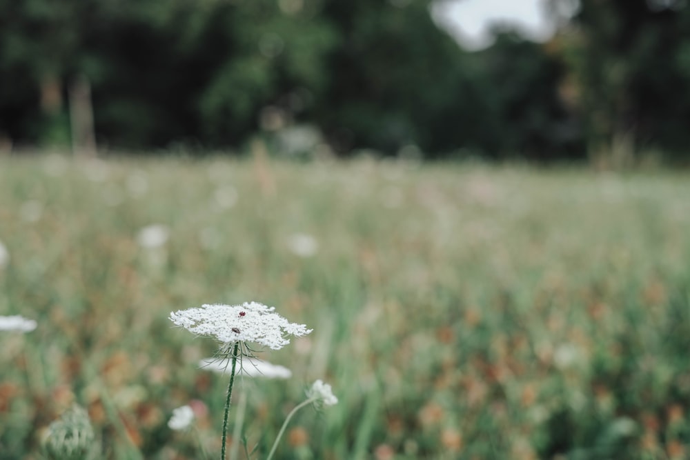 white flower in tilt shift lens