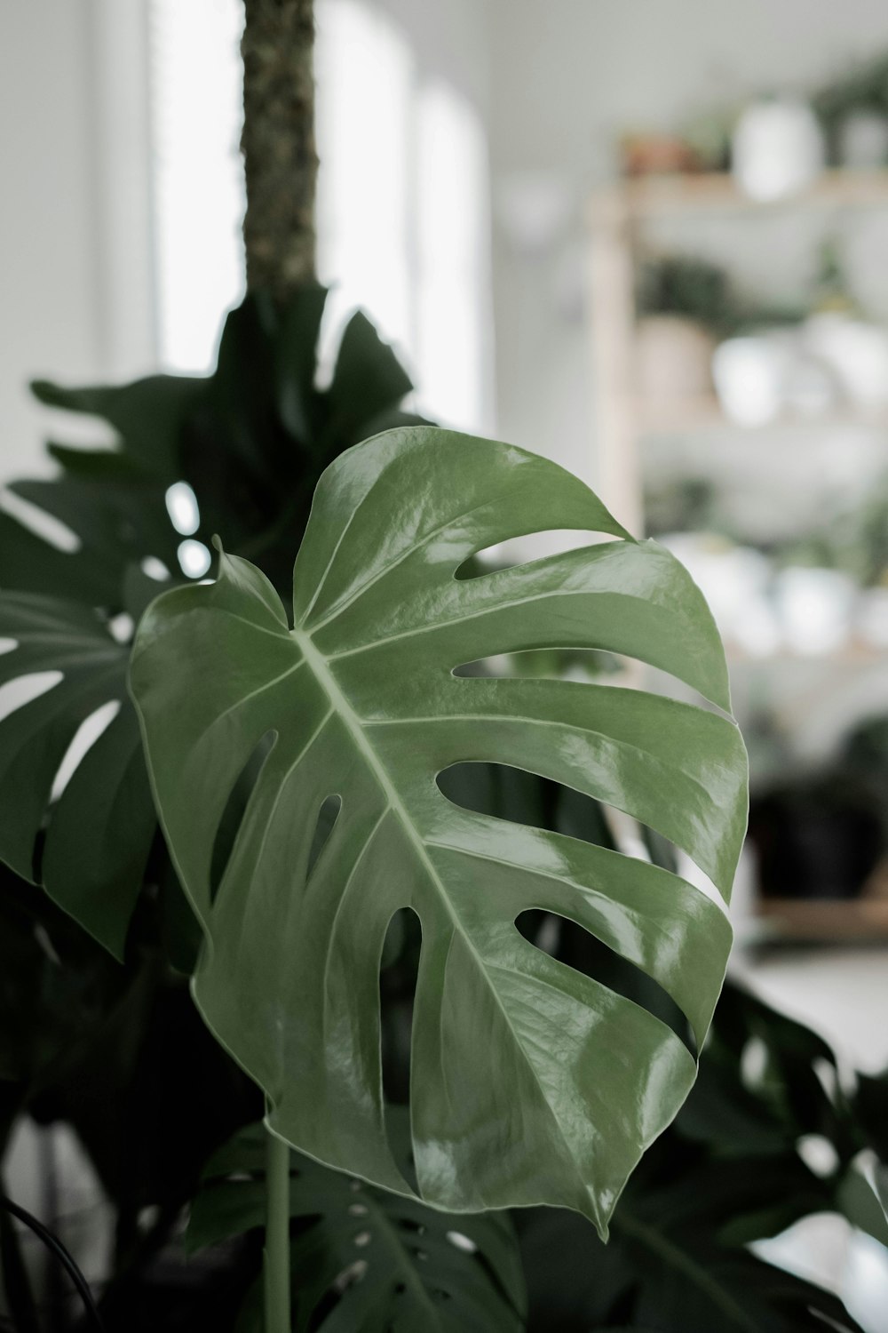 green leaves in tilt shift lens