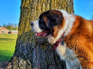 A large Saint Bernard dog standing beside a tree, with its head turned to the side and mouth slightly open. The dog's fur is fluffy and multi-colored, mainly shades of brown, white, and black. It is wearing a red plaid collar with tags. In the background, there is a green grass field and a building visible in the distance under a clear blue sky.