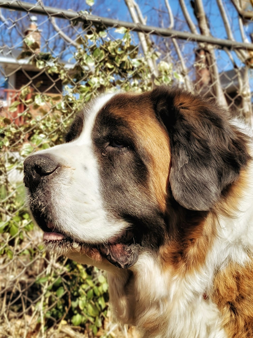 Saint-Bernard brun et blanc couché sur le sol à côté de plantes vertes pendant la journée