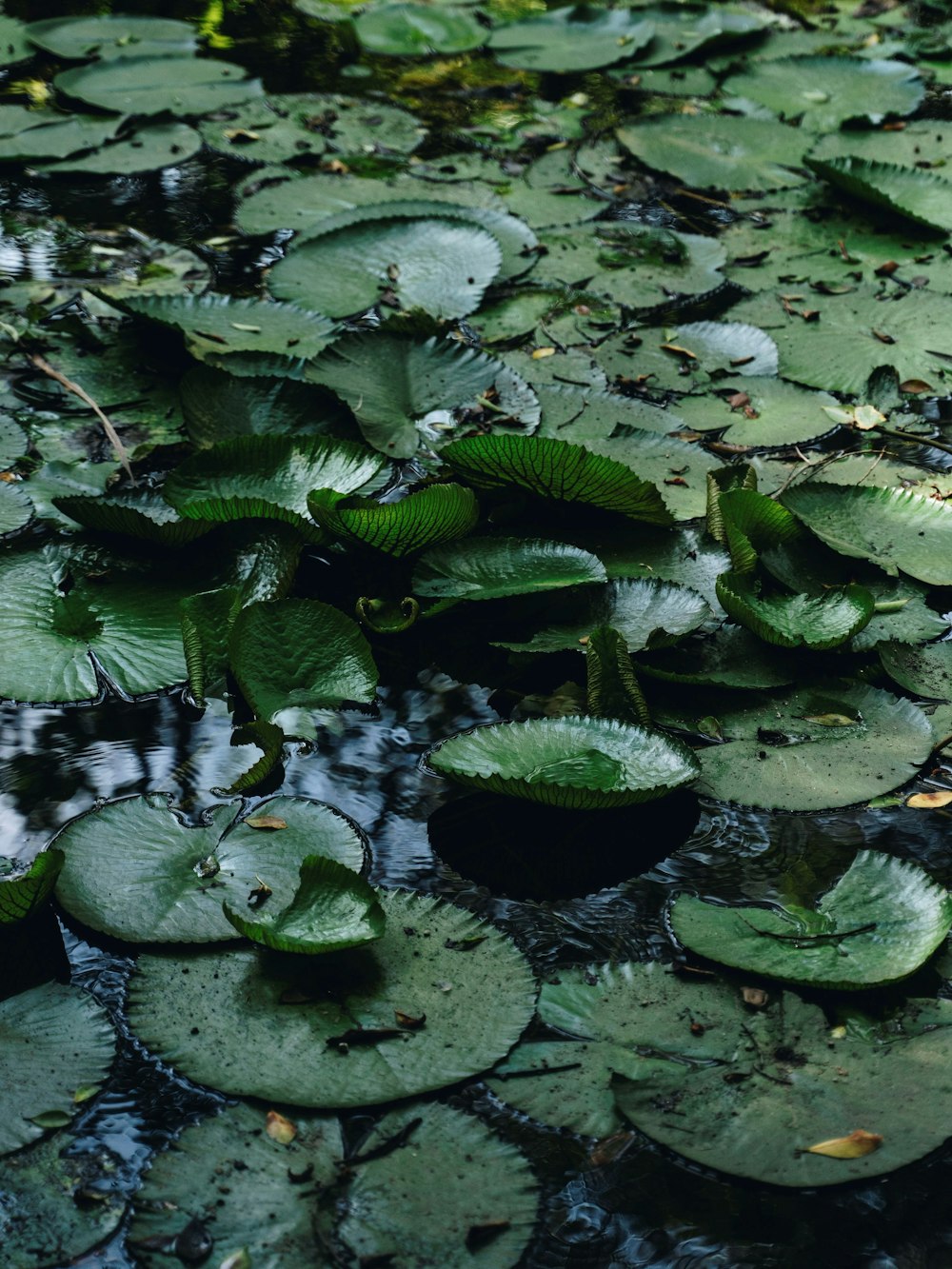 green water lilies on water