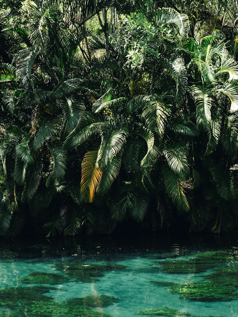 green palm tree near body of water during daytime