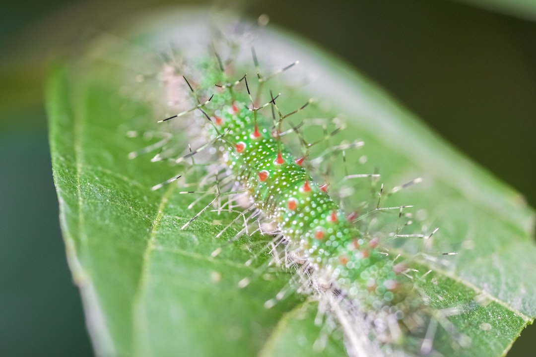 green and white caterpillar on green leaf in macro photography