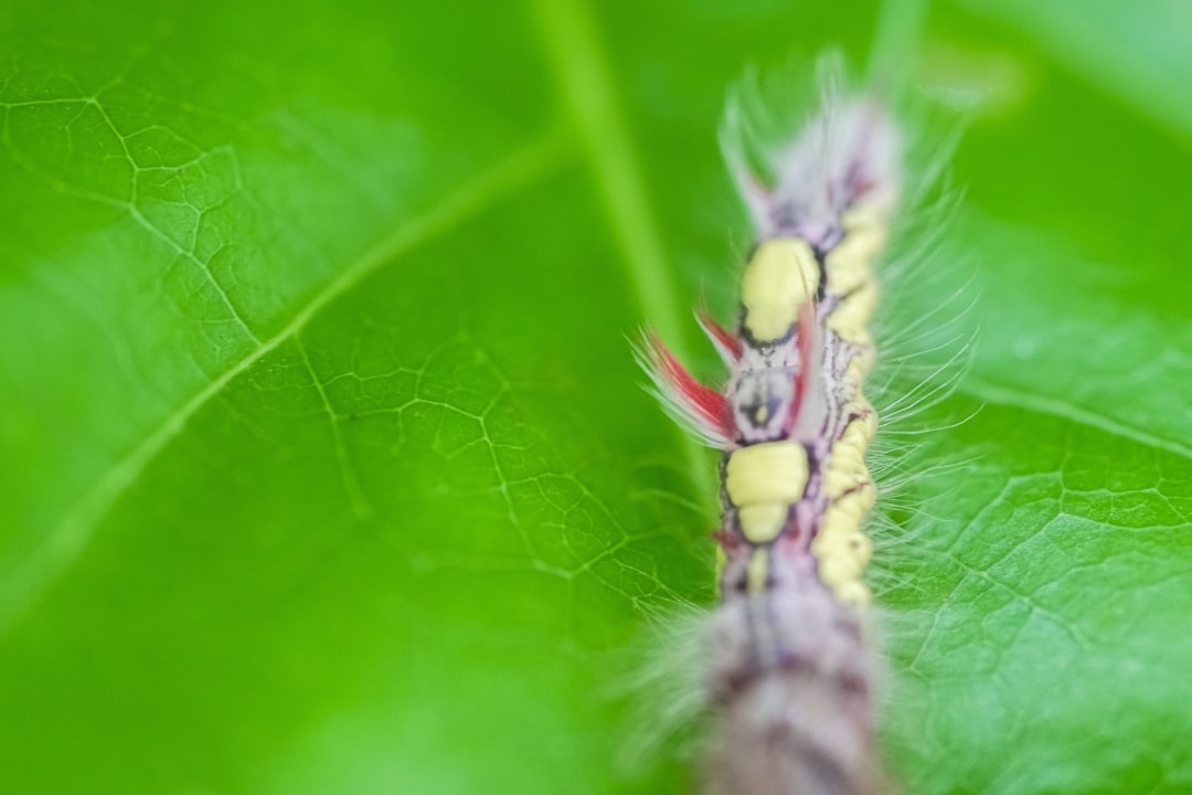 yellow and black caterpillar on green leaf in close up photography during daytime