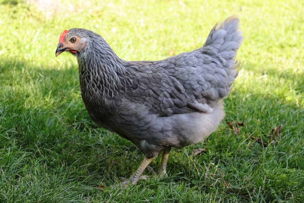 white and gray hen on green grass during daytime