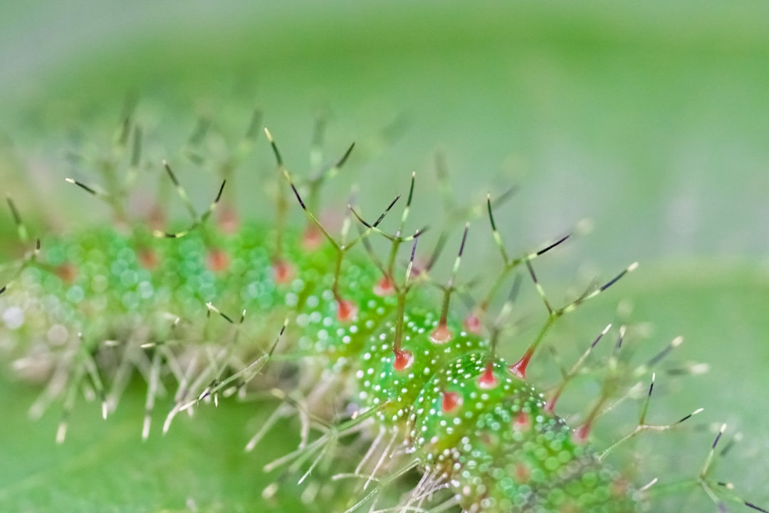 green and white plant in close up photography