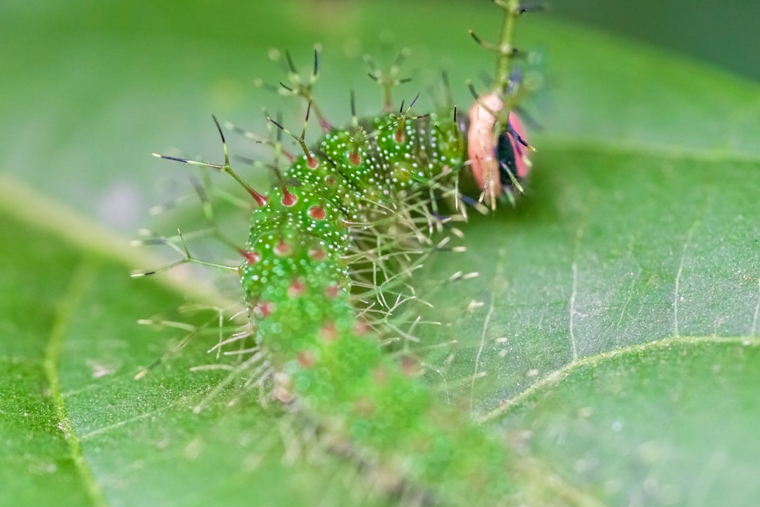 green and brown caterpillar on green leaf in macro photography