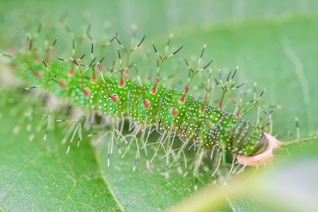 green and red caterpillar on green leaf