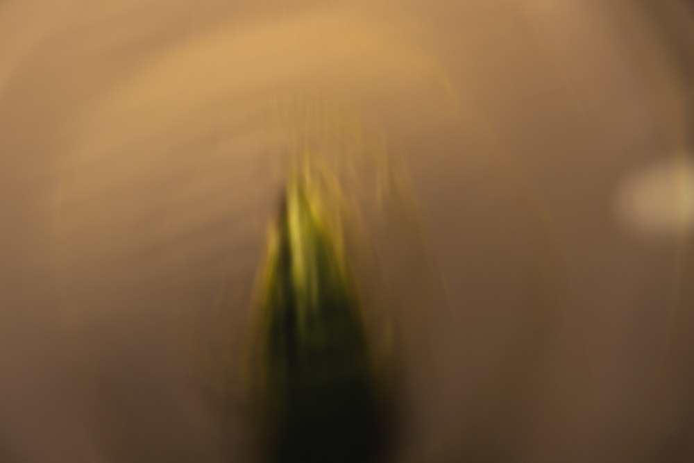 green plant on white ceramic vase