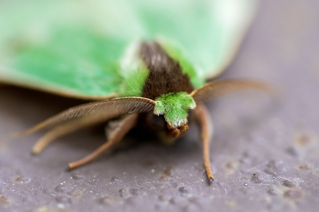 brown and green insect on gray concrete surface