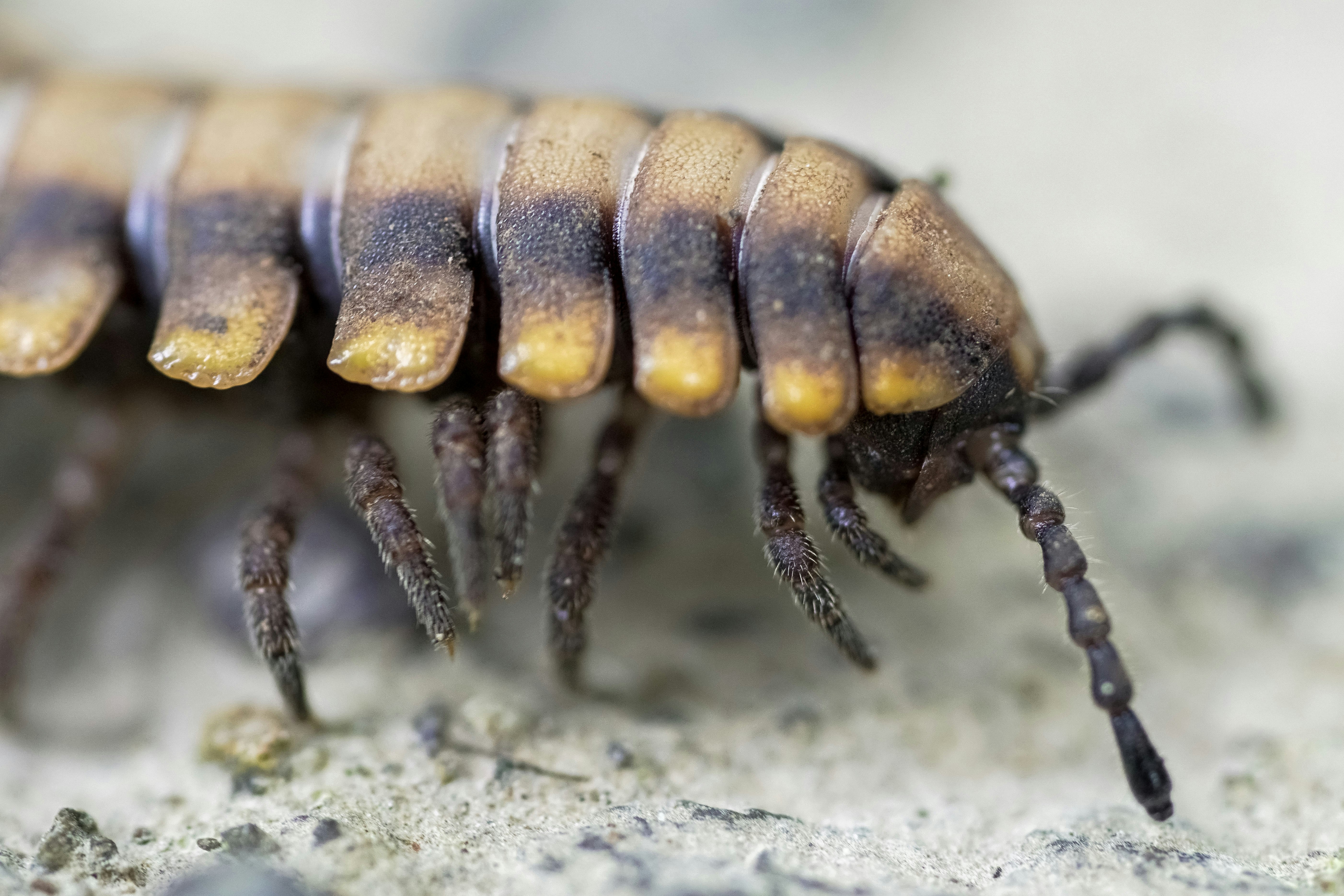 brown and black caterpillar on white surface