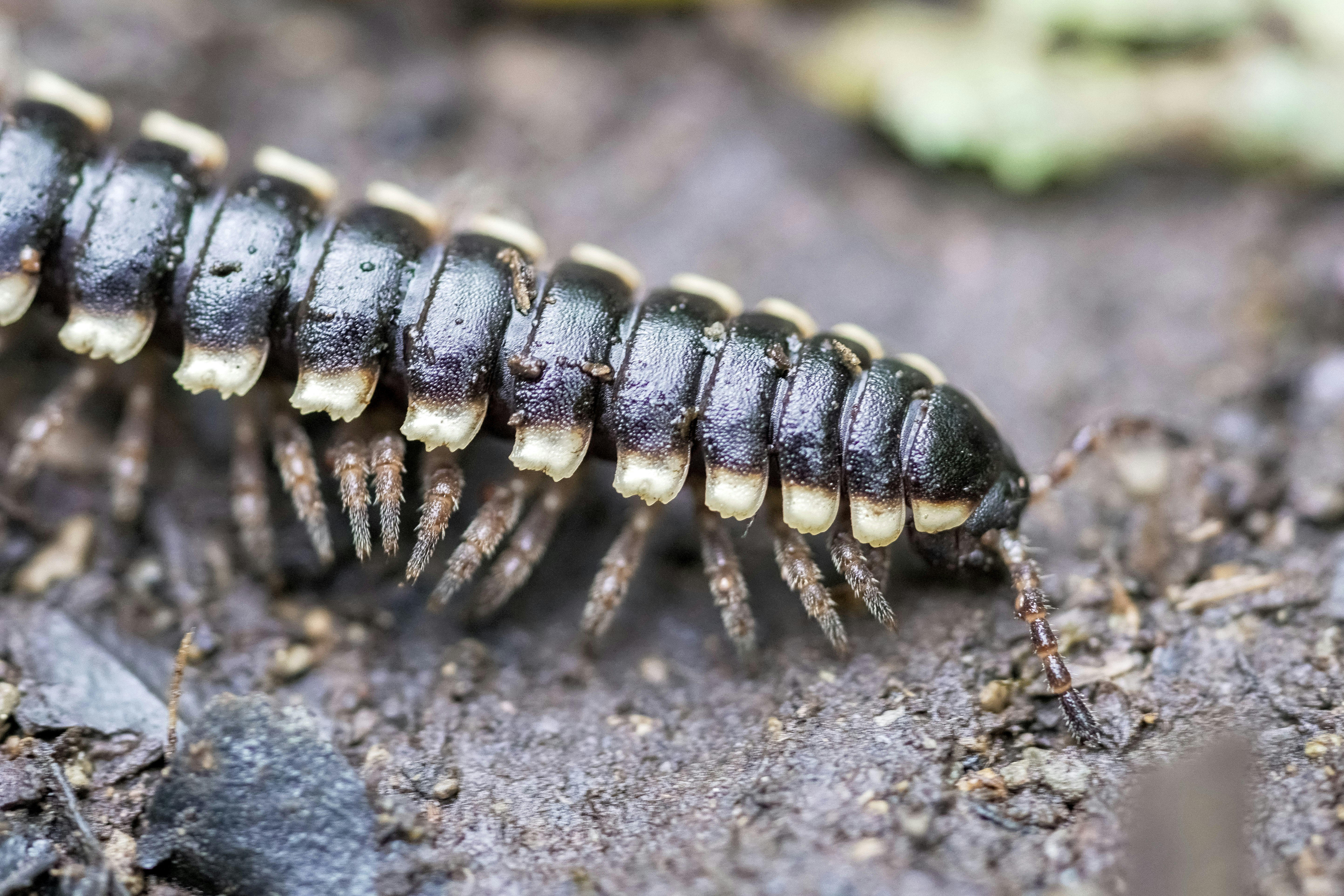 black and brown caterpillar on gray concrete surface