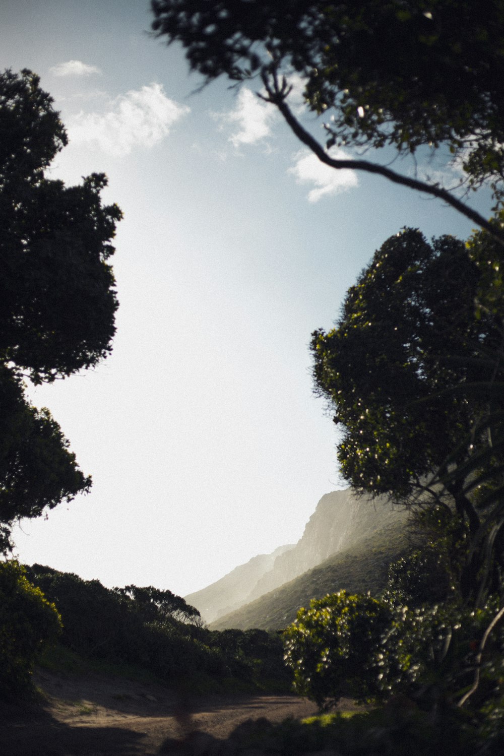 green trees on mountain during daytime