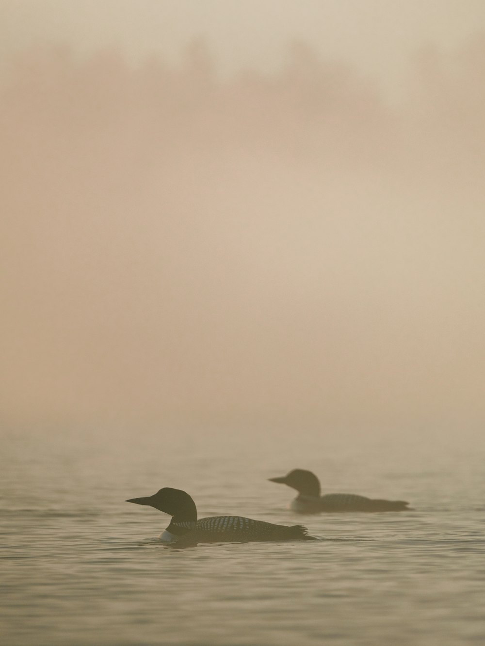 two black birds on water