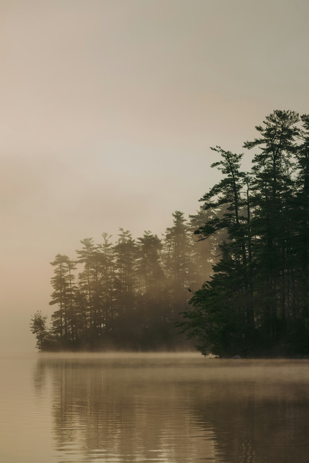 green trees near body of water during daytime