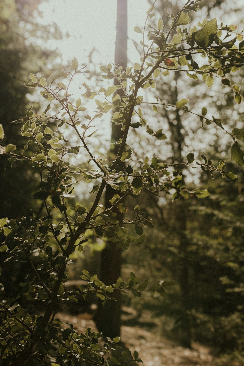 green leaves on brown tree branch during daytime