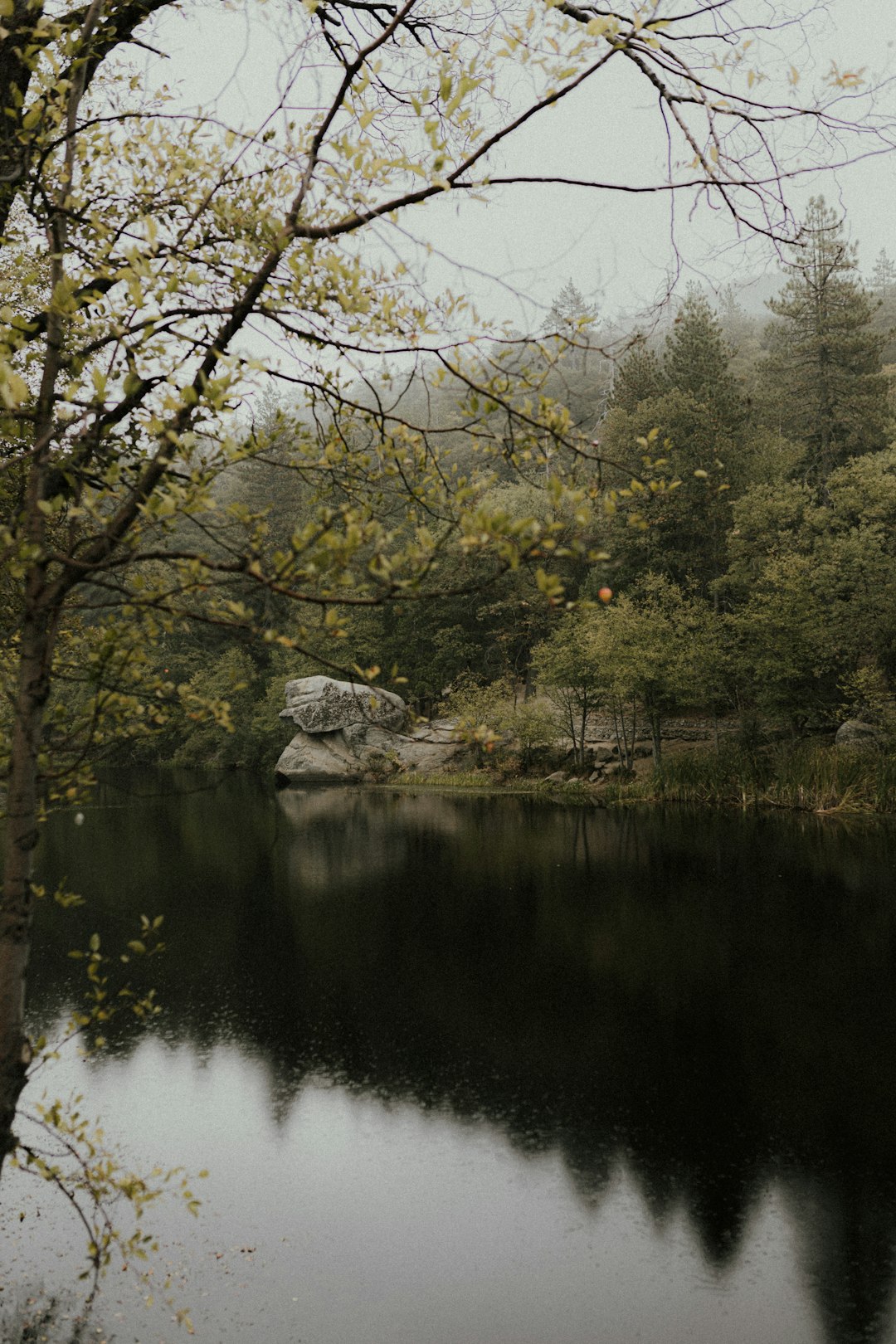 green trees beside lake during daytime