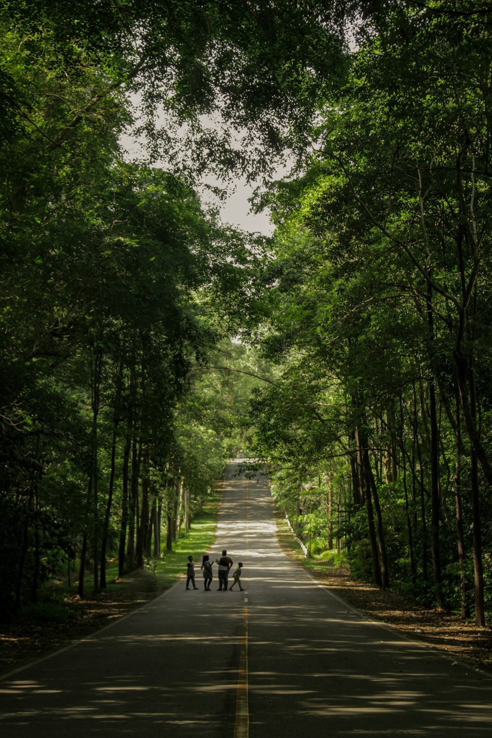 people walking on pathway between green trees during daytime