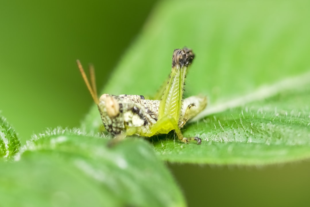 green grasshopper on green leaf