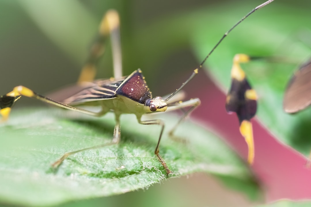 black and yellow wasp on green leaf in close up photography during daytime