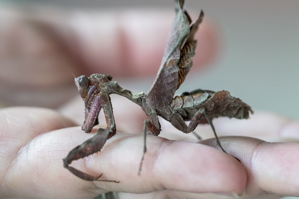 brown praying mantis on human hand