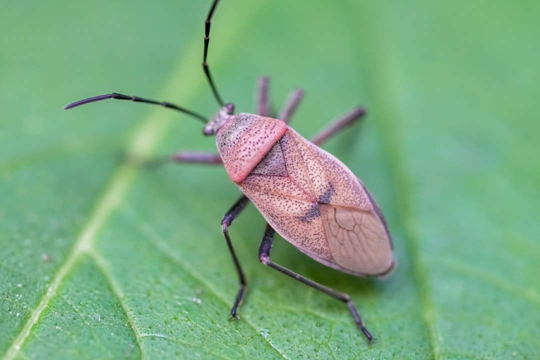 brown and black bug on green leaf