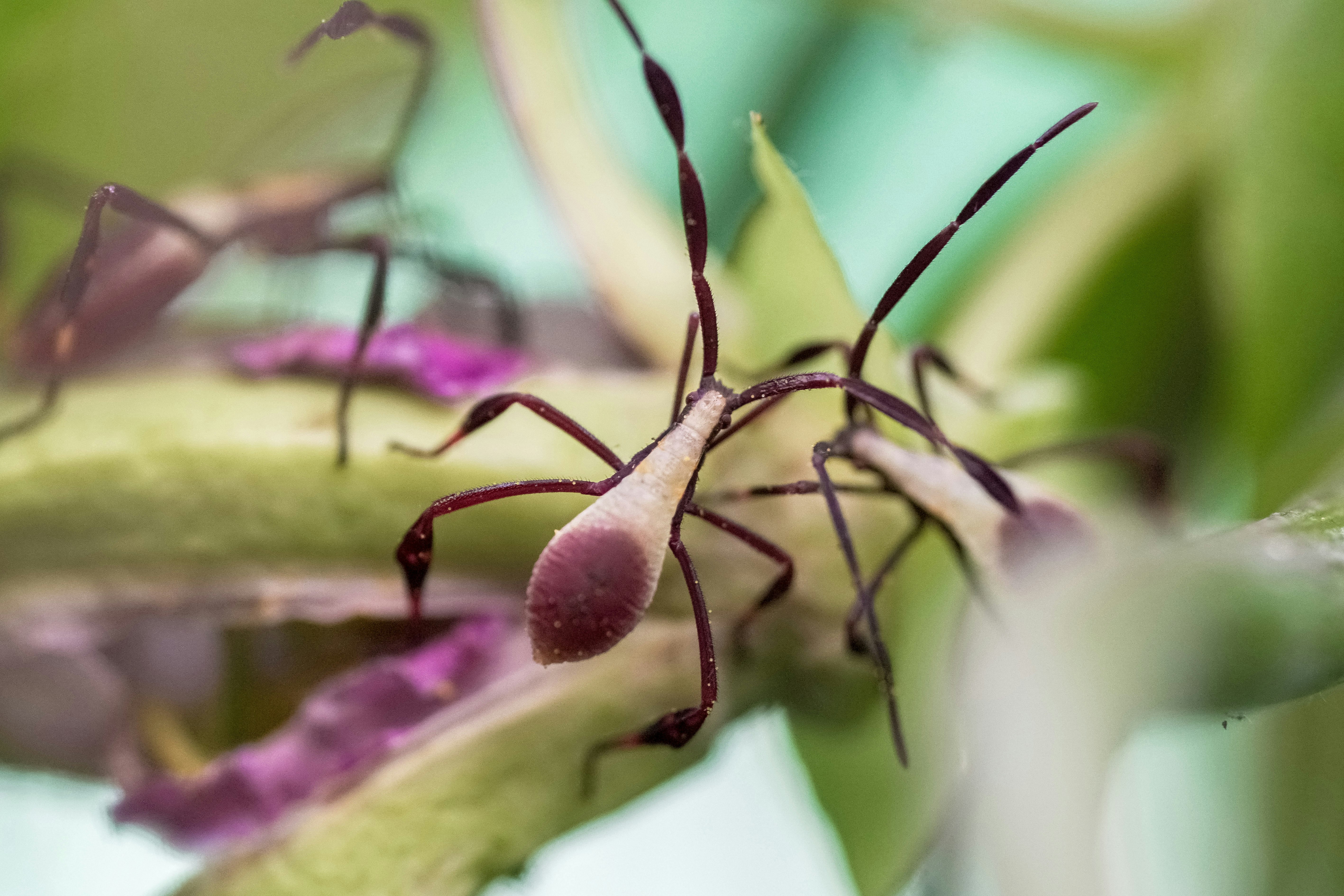 black ant on purple flower