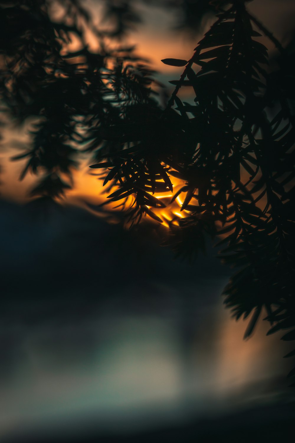 green plant in close up photography