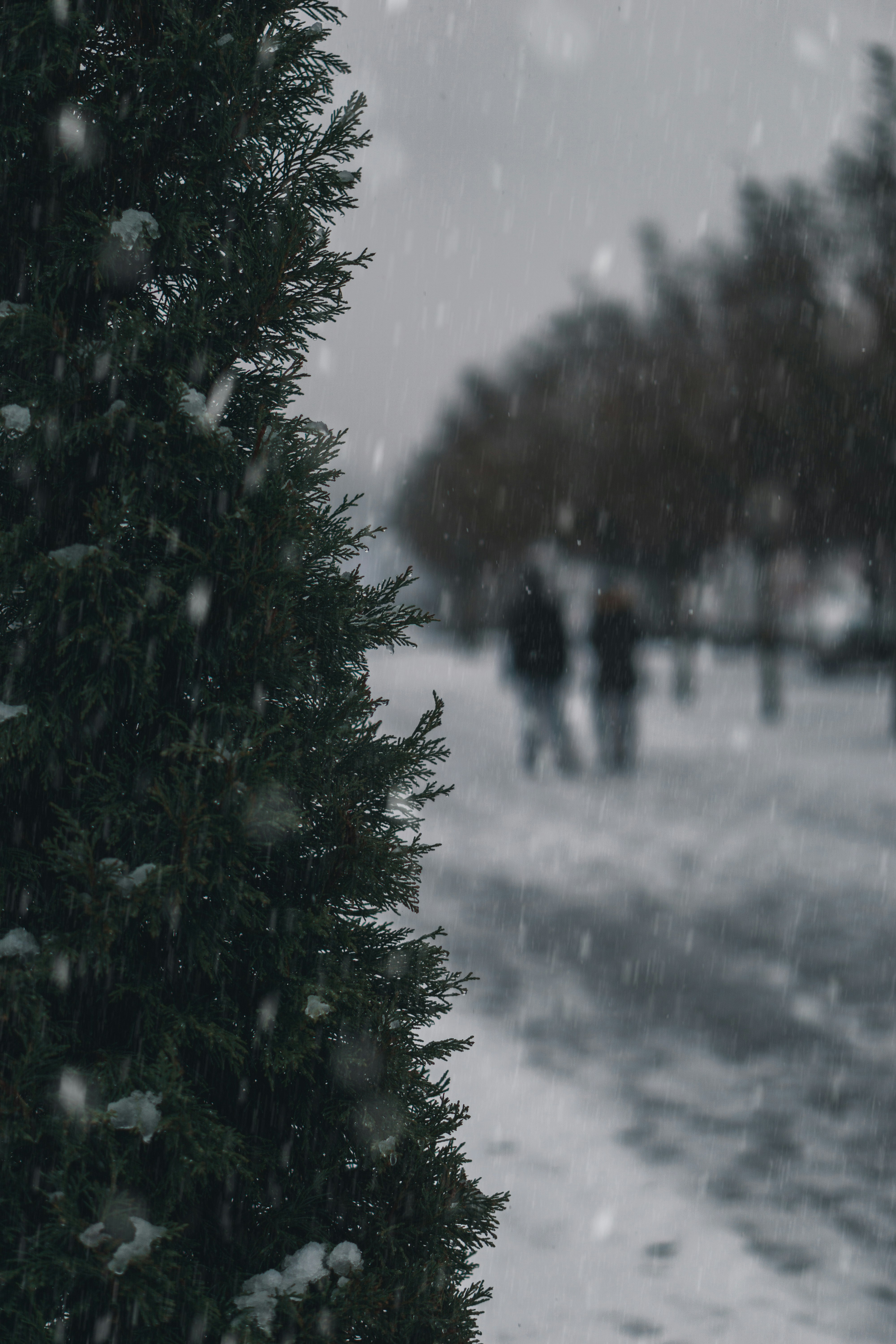 green pine tree covered with snow