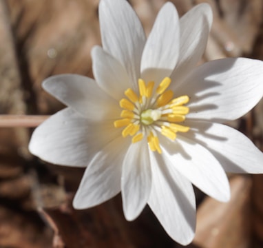 white and yellow flower on brown wood