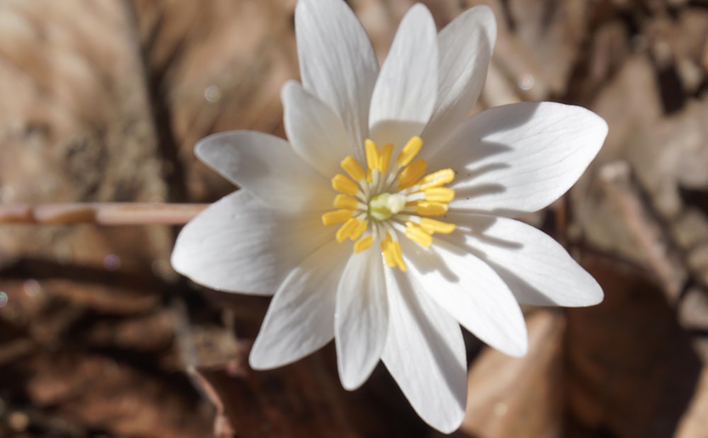 white and yellow flower on brown wood